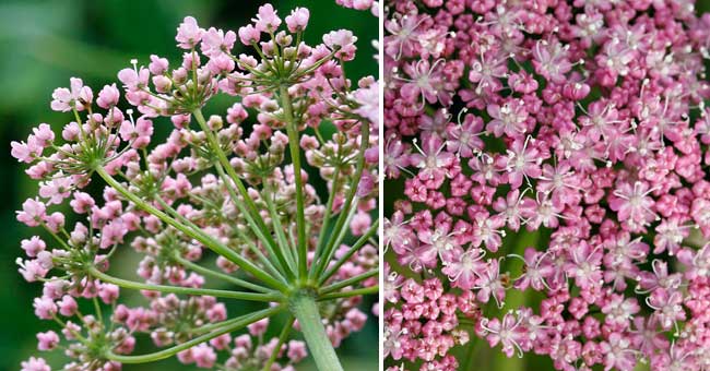 Fiche florale du Peucdan impratoire