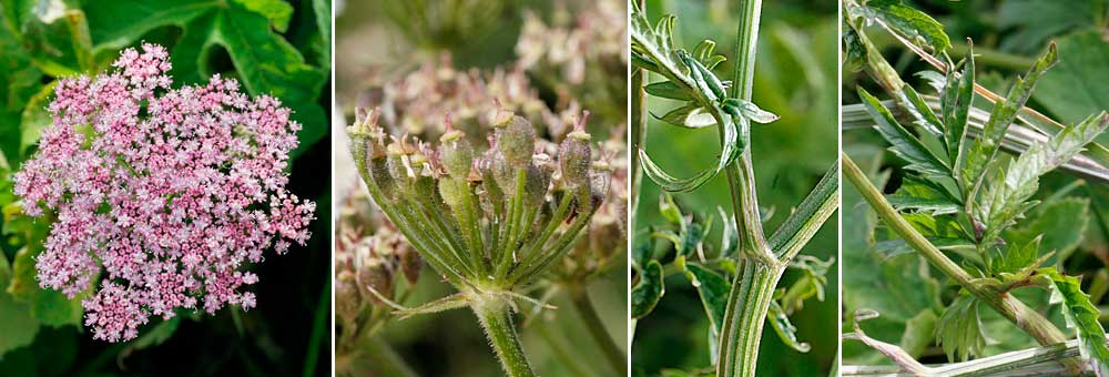 Fiche florale du Peucdan impratoire