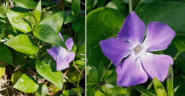 Fiche florale de la grande Pervenche