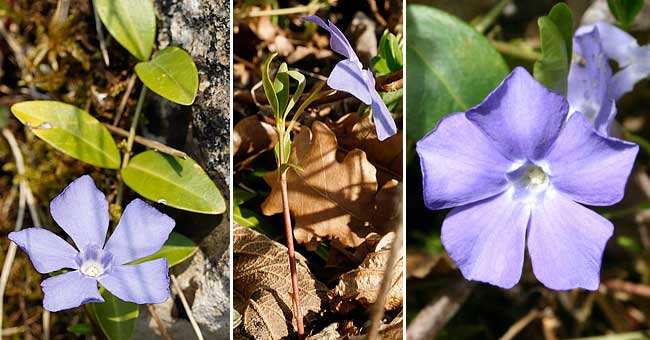 Fiche florale de la petite Pervenche