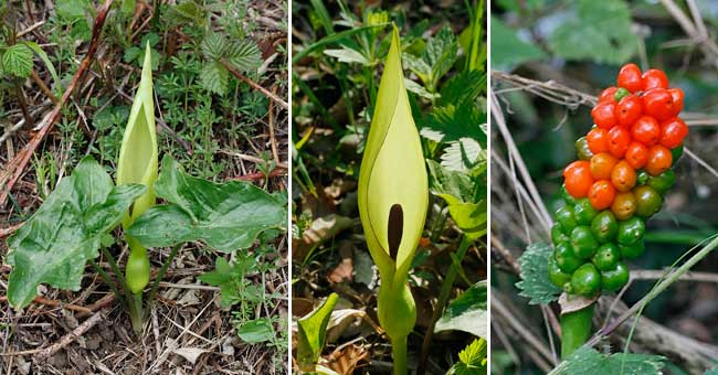 Fiche florale de l'Arum macul