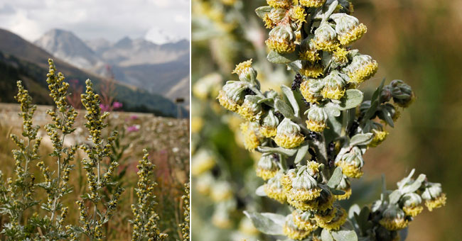 Fiche florale de l'Absinthe