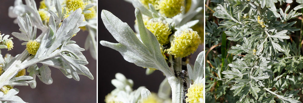 Fiche florale de l'Absinthe