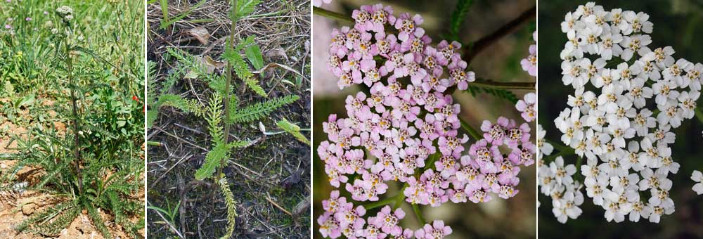 Fiche florale de l'Achille millefeulle