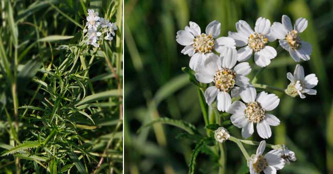 Fiche florale de la Camomille des chiens