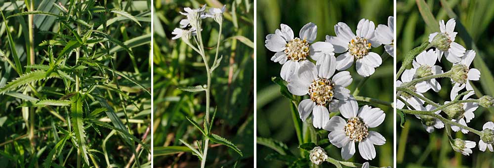 Fiche florale de la Camomille des chiens