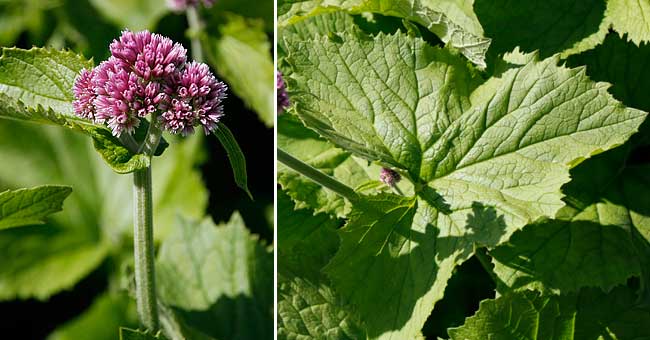 Fiche florale de l'Adnostyle  feuilles d'Alliaire