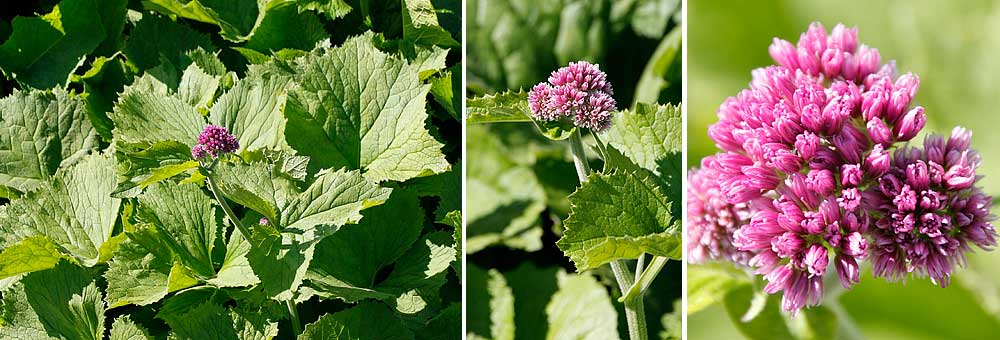 Fiche florale de l'Adnostyle  feuilles d'Alliaire