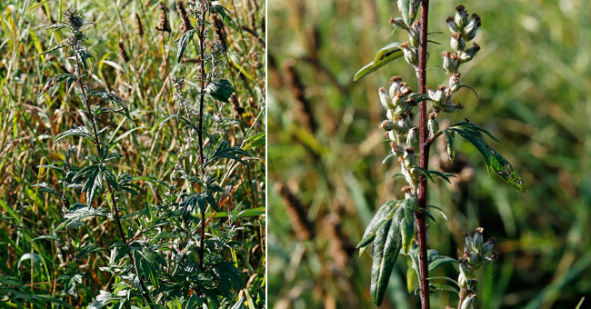 Fiche florale de l'Armoise commune