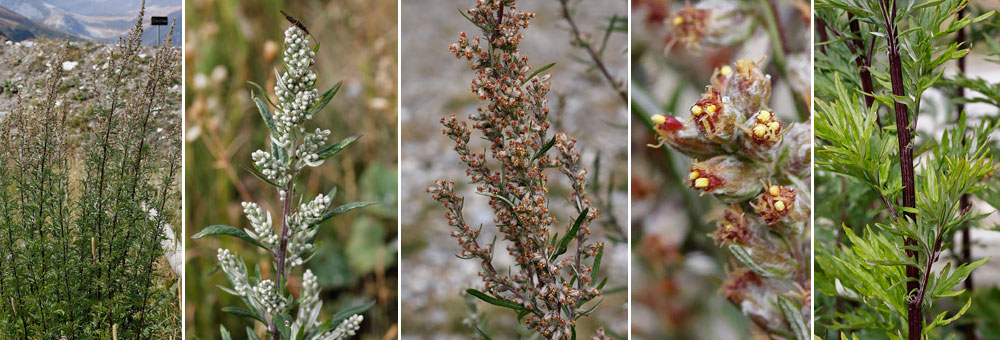 Fiche florale de l'Armoise commune