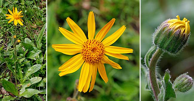 Fiche florale de l'Arnica des montagnes