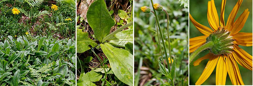 Fiche florale de l'Arnica des montagnes