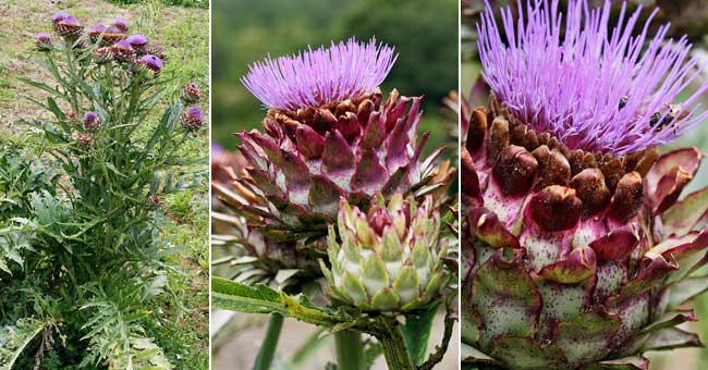 Fiche florale de l'Artichaut