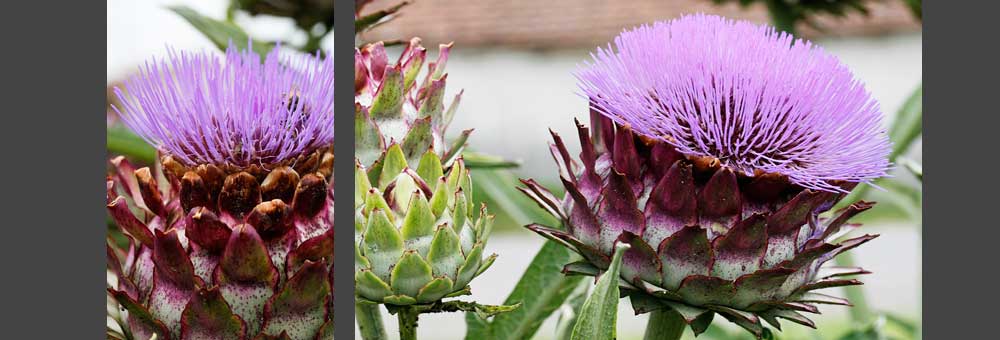 Fiche florale de l'Artichaut