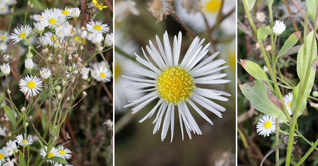 Fiche florale de l'Aster lancol