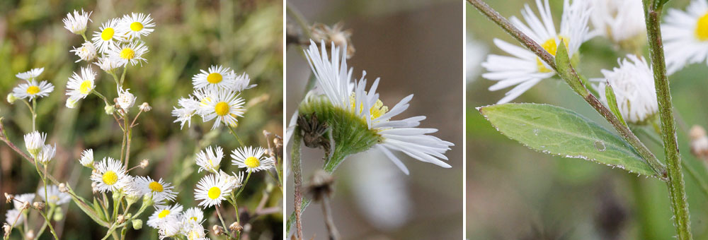 Fiche florale de l'Aster lancol