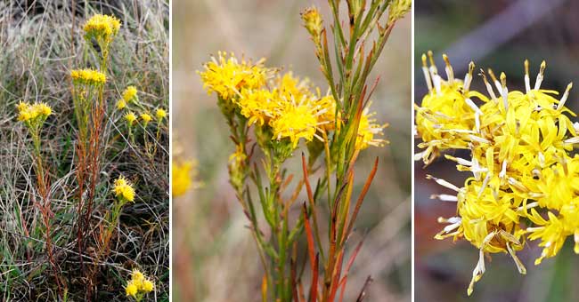 Fiche florale de l'Aster linosyris