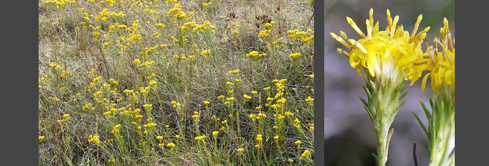 Fiche florale de l'Aster linosyris