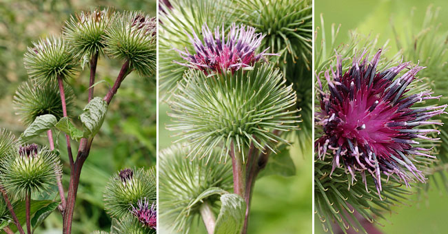 Fiche florale de la grande Bardane