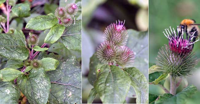 Fiche florale de la petite Bardane