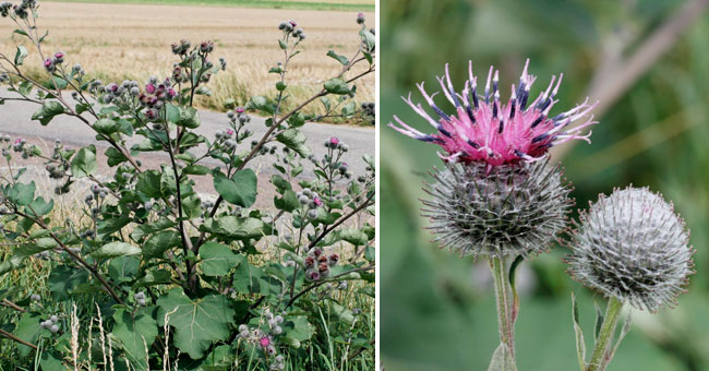 Fiche florale de la Bardane tomenteuse