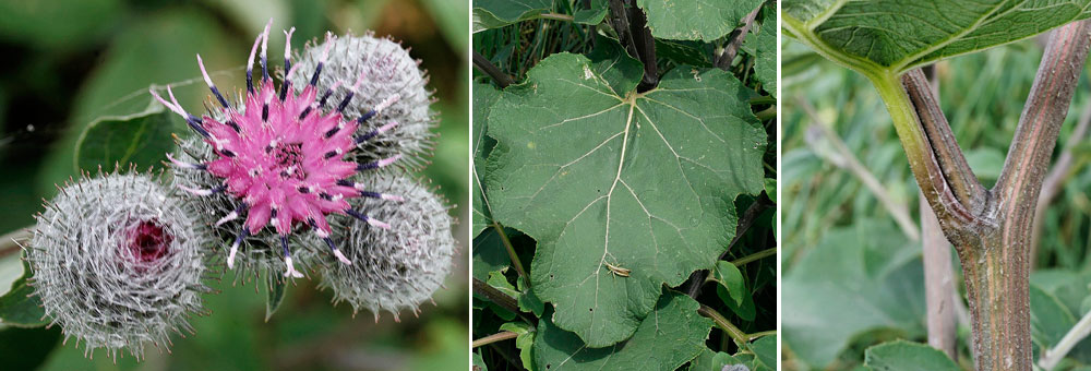 Fiche florale de la Bardane tomenteuse