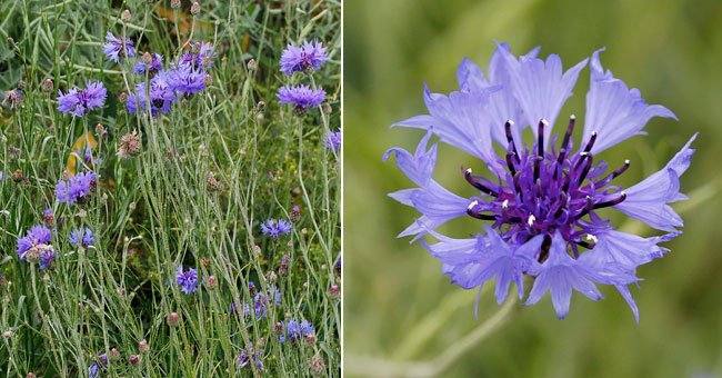 Fiche florale du Bleuet des champs 