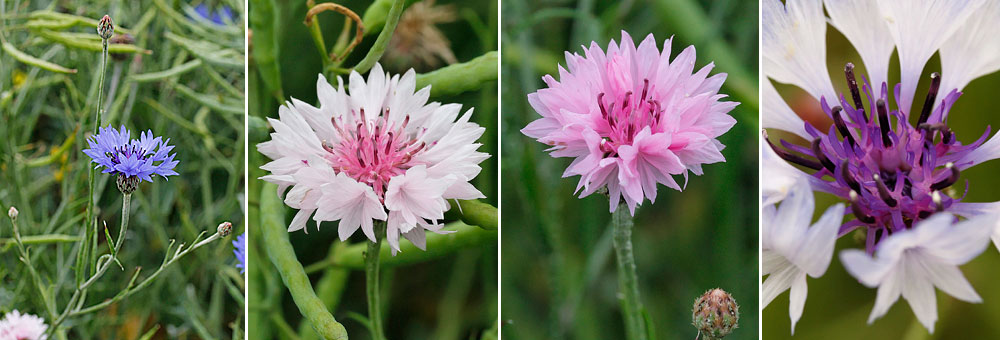 Fiche florale du Bleuet des champs 