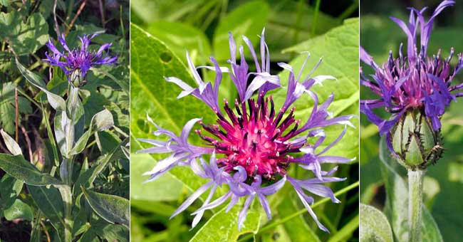 Fiche florale du Bleuet vivace 