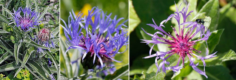 Fiche florale du Bleuet vivace 