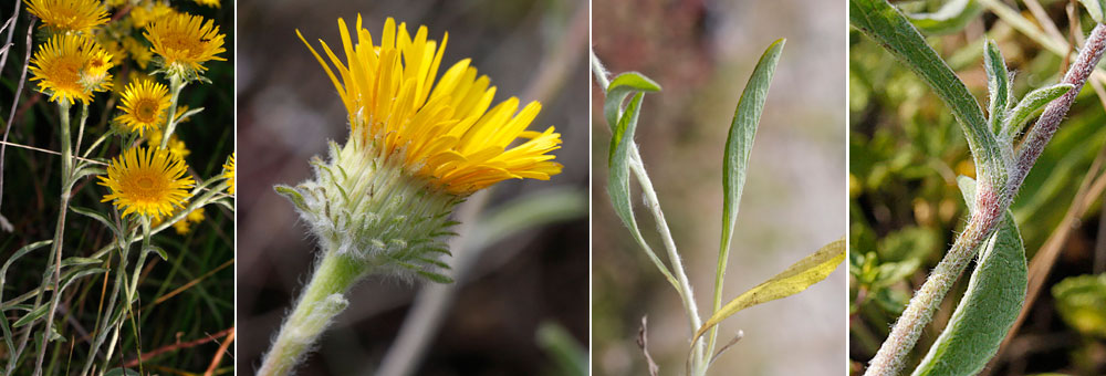 Fiche florale de l'Oeil de boeuf