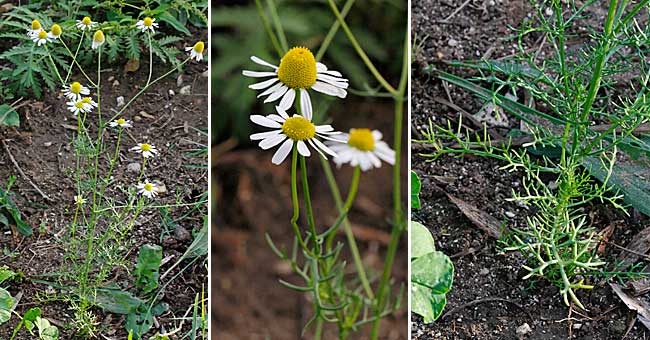 Fiche florale de la Camomille des chiens