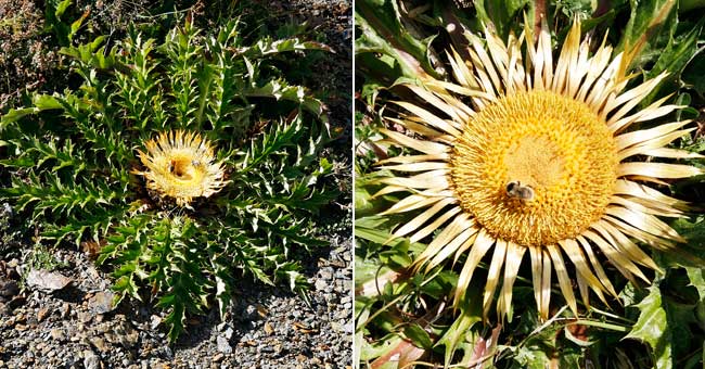 Fiche florale de la Carline artichaut