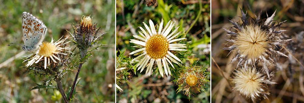 Fiche florale de la Carline commune