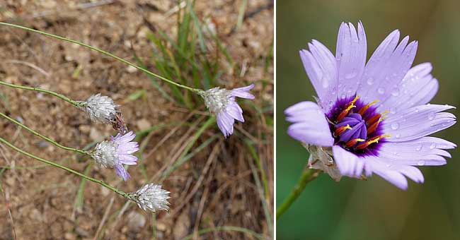 Fiche florale de la Catananche bleue