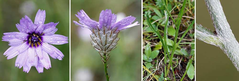 Fiche florale de la Catananche bleue