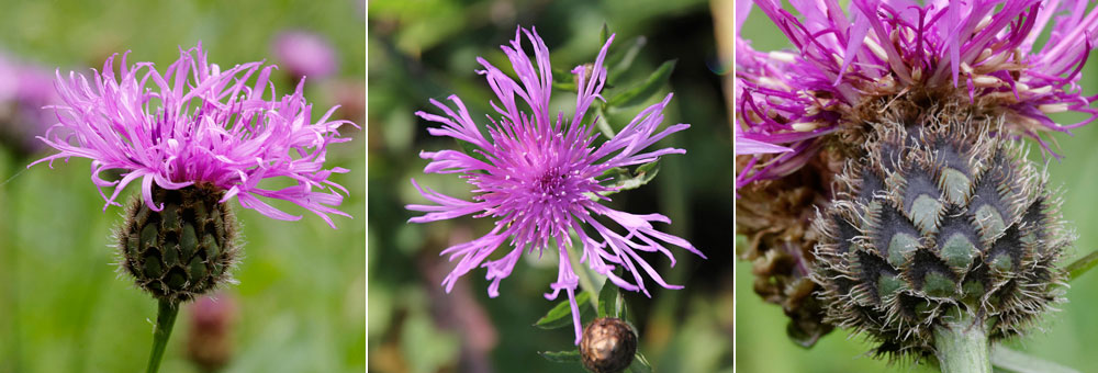 Fiche florale de la Centaure scabieuse