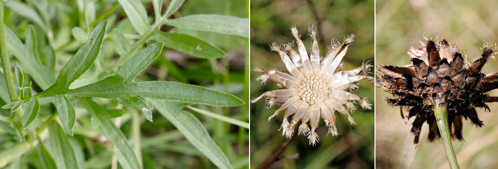 Fiche florale de la Centaure scabieuse