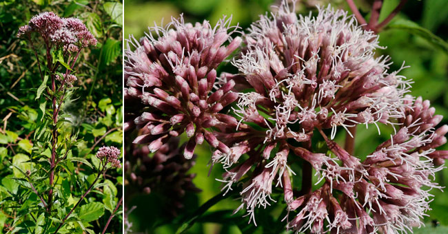 Fiche florale de la Chanvrine 