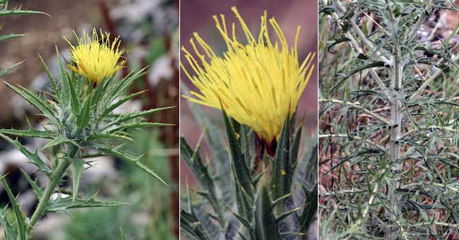 Fiche florale du Carthame laineux 