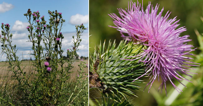 Fiche florale du Chardon commun