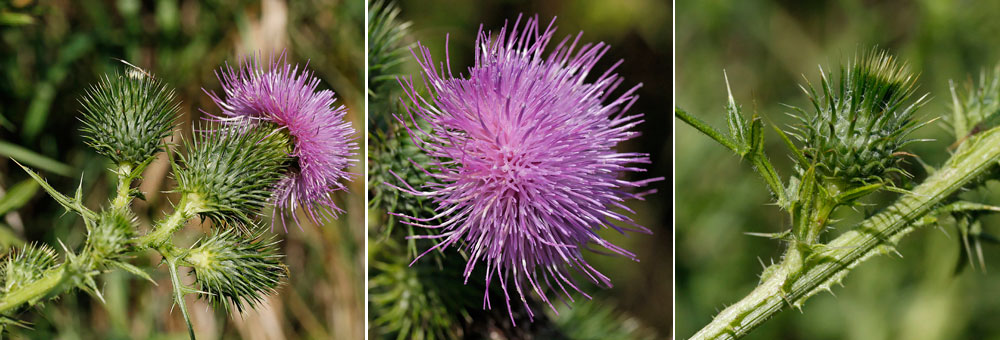 Fiche florale du Chardon commun