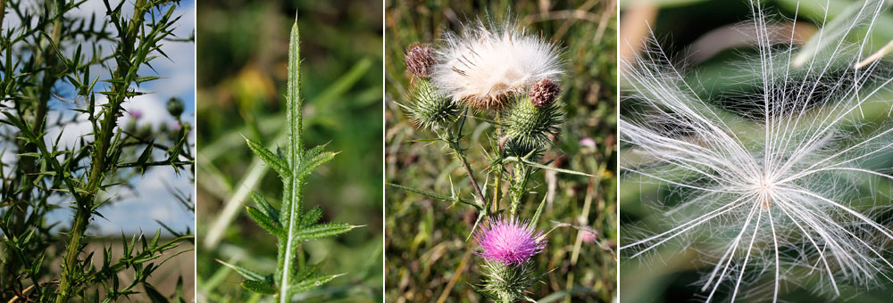 Fiche florale du Chardon commun