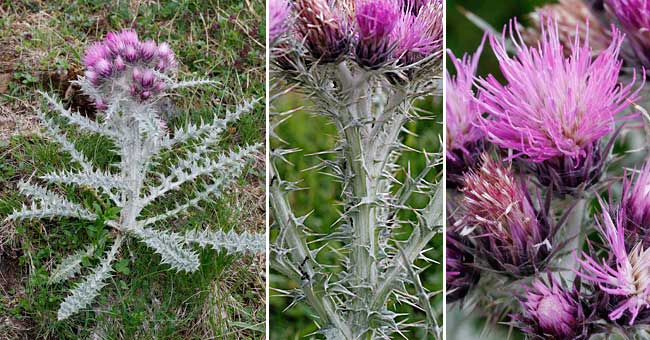 Fiche florale du Chardon Fausse-Carline