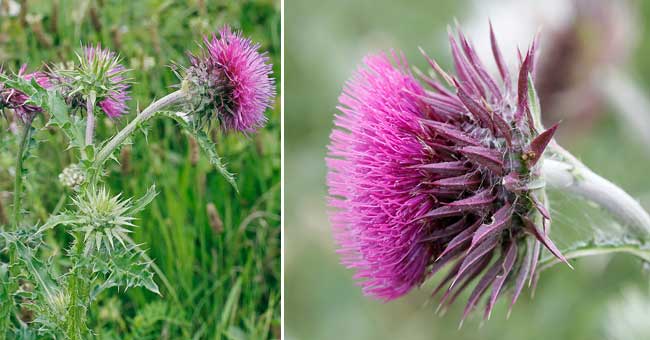 Fiche florale du Chardon pench