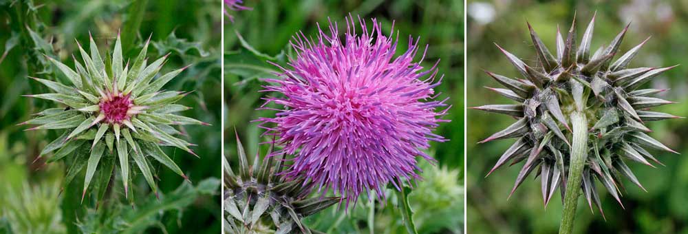 Fiche florale du Chardon pench