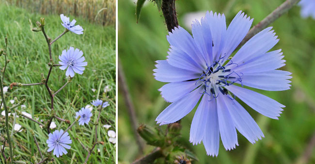 Fiche florale de la Chicore sauvage