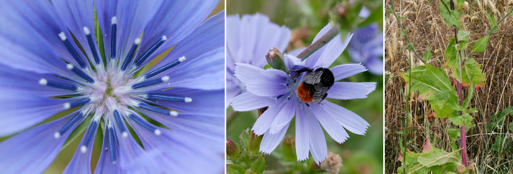 Fiche florale de la Chicore sauvage