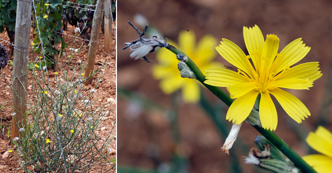 Fiche florale de la Chondrille