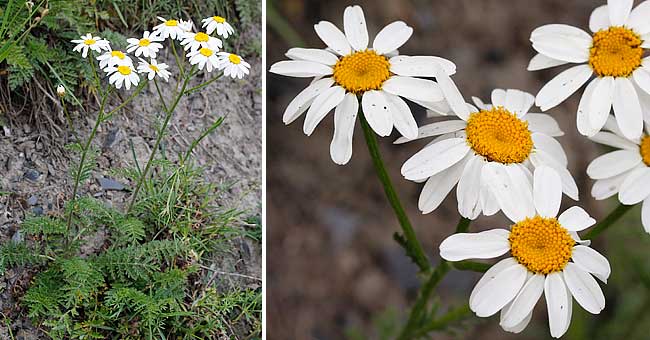 Fiche florale de la Tanaisie en corymbe